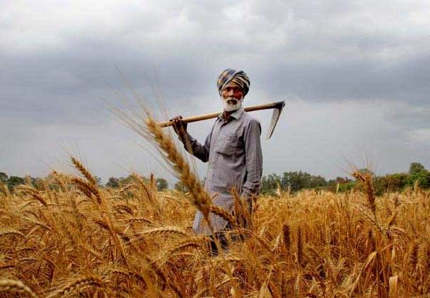 Punjab Farmer With Wheat Crop