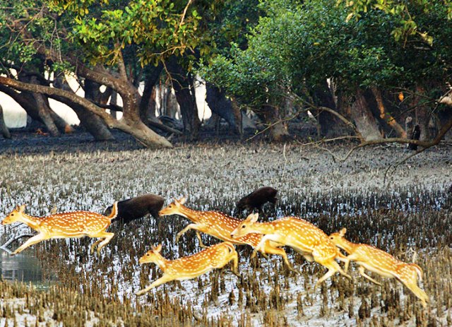 Sundarbans: Dark Clouds & A Silver Lining - Lokmarg - News Views Blogs