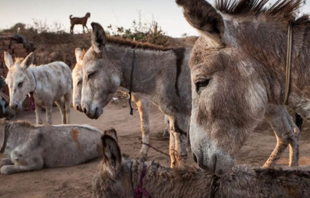 Aphrodisiac Fallacy Causes Dip In Andhra s Donkey Numbers Lokmarg Aphrodisiac Fallacy Causes Dip In Andhra s Donkey Numbers Lokmarg