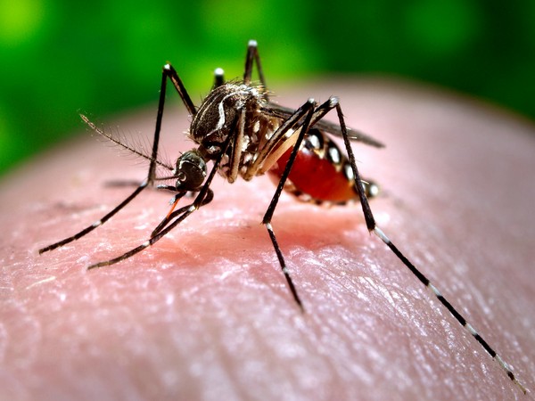 Dengue Outbreak In Pakistan