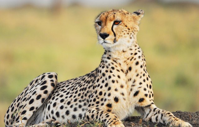 MP: Cheetahs From Namibia To Kuno National Park Released In Open Forest