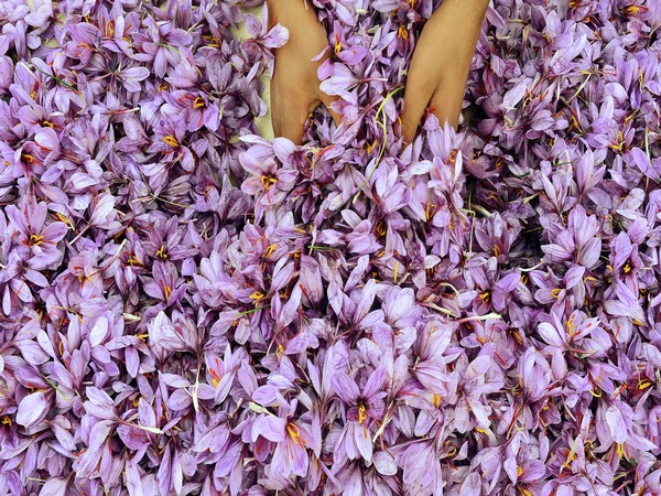 Sikkim Saffron Cultivation