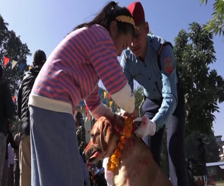 Nepal Festival Worships Canines