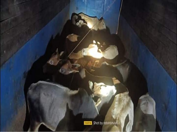 Cattle Seized In Assam