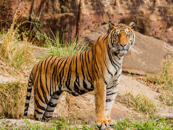 Tiger Cubs Bengal Safari