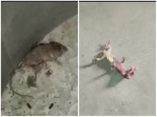 Dead Lizard, Rat Found At Mid-Day Meal In Malda, West Bengal | Lokmarg