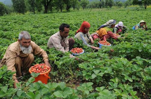 J&K Govt’s Huge Push For Sustainable Agriculture