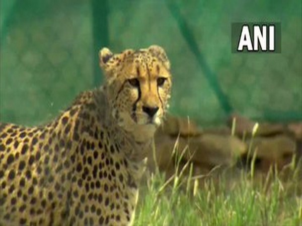 cheetahs at Kuno National Park