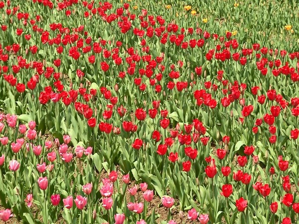 JK Tulip garden