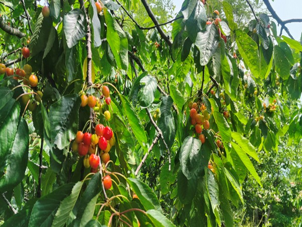 cherry harvesting season