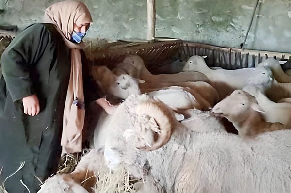 Sheep Farming Entrepreneur