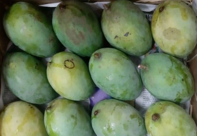 Banarasi Langda Mangoes In UAE