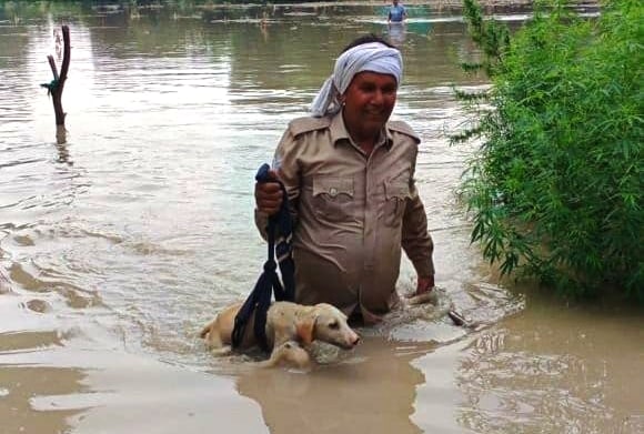 Civil Volunteers Rescue Strays