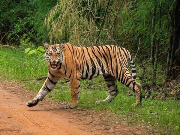 World’s Wild Tiger Population