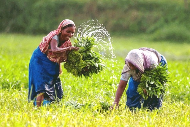 Has Bangladesh Achieved Food Security?