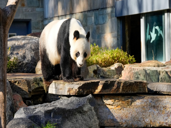 China Australia Panda