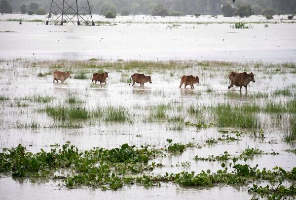 Wild Animals Die In Kaziranga